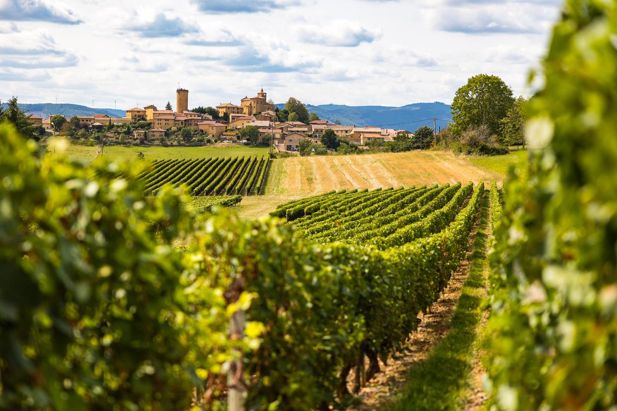 vignoble Rhône